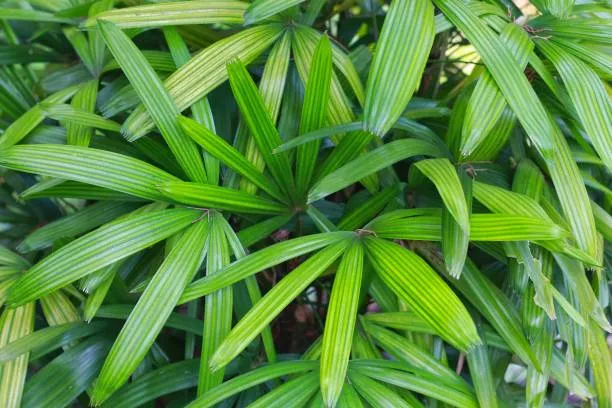 Rhapis Excelsa