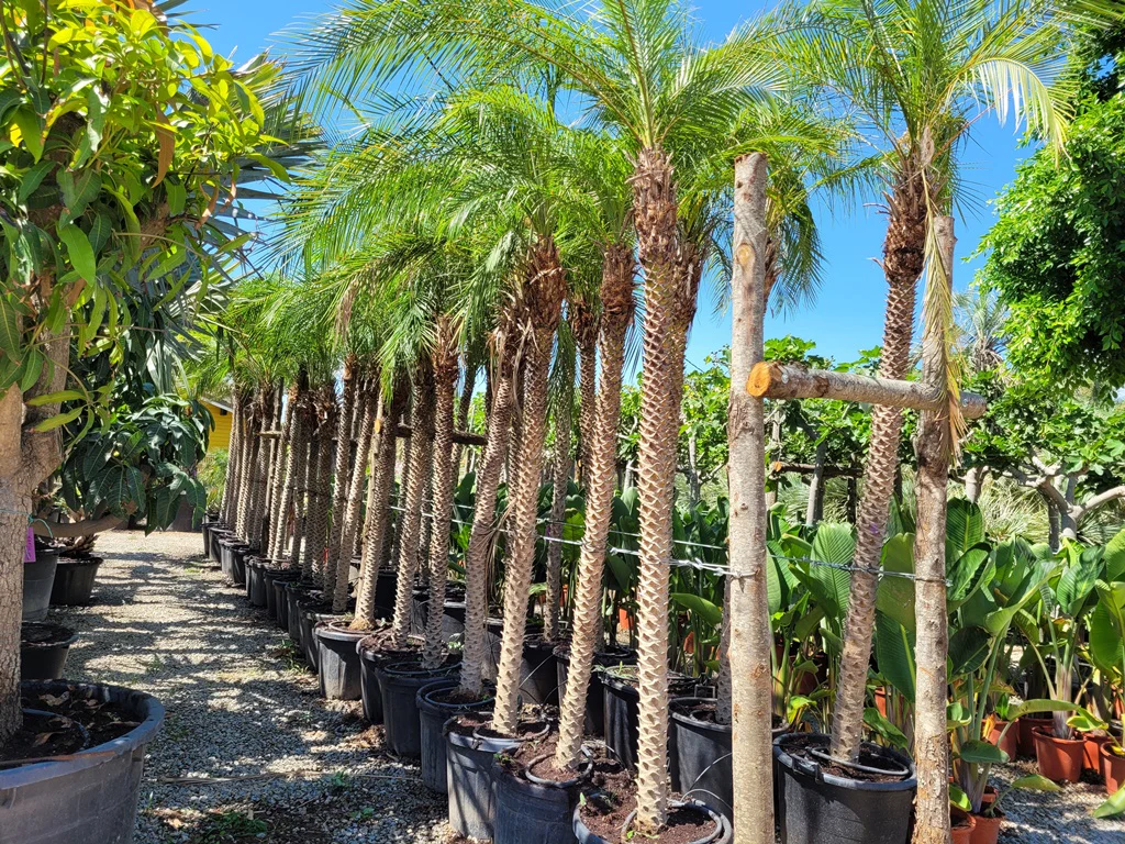 Dwarf Date Palm - Phoenix Roebelenii