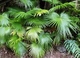 Chinese Fan Palm - Livistona Chinensis