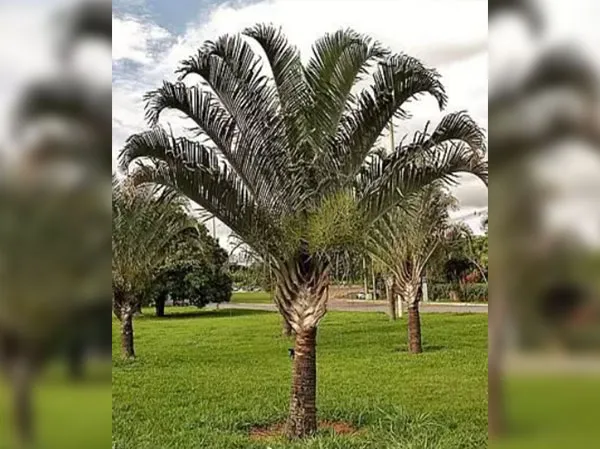 Triangle Palm - Neodypsis Decaryi