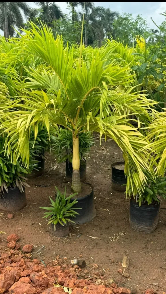 Golden Palm - Veitchia Merili Golden