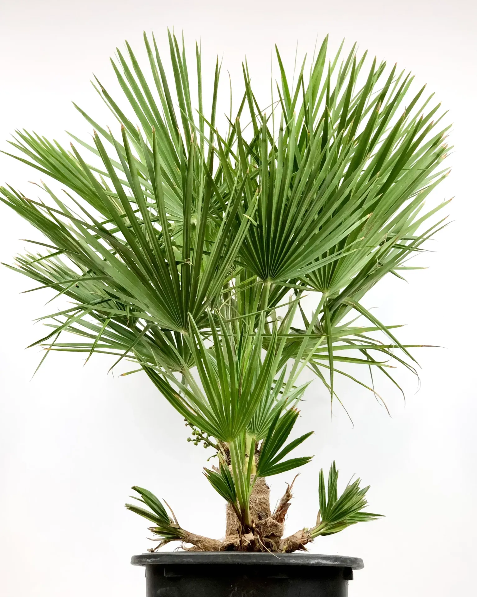 European Fan Palm - Chamaerops Humilis