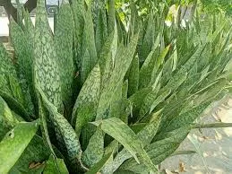 Sansevieria Jaboa