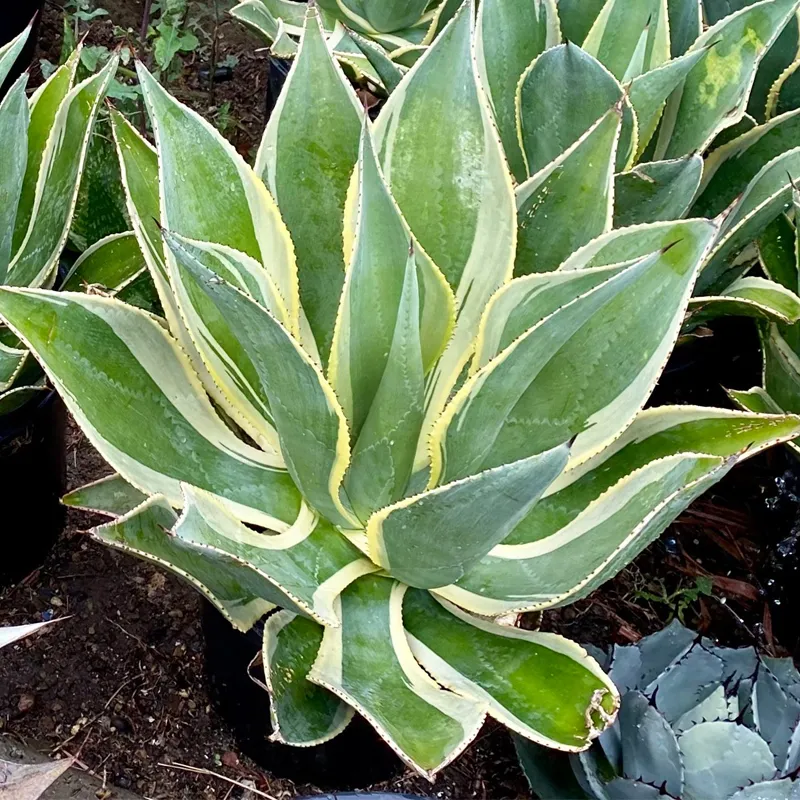 Agave Celsii Marginata