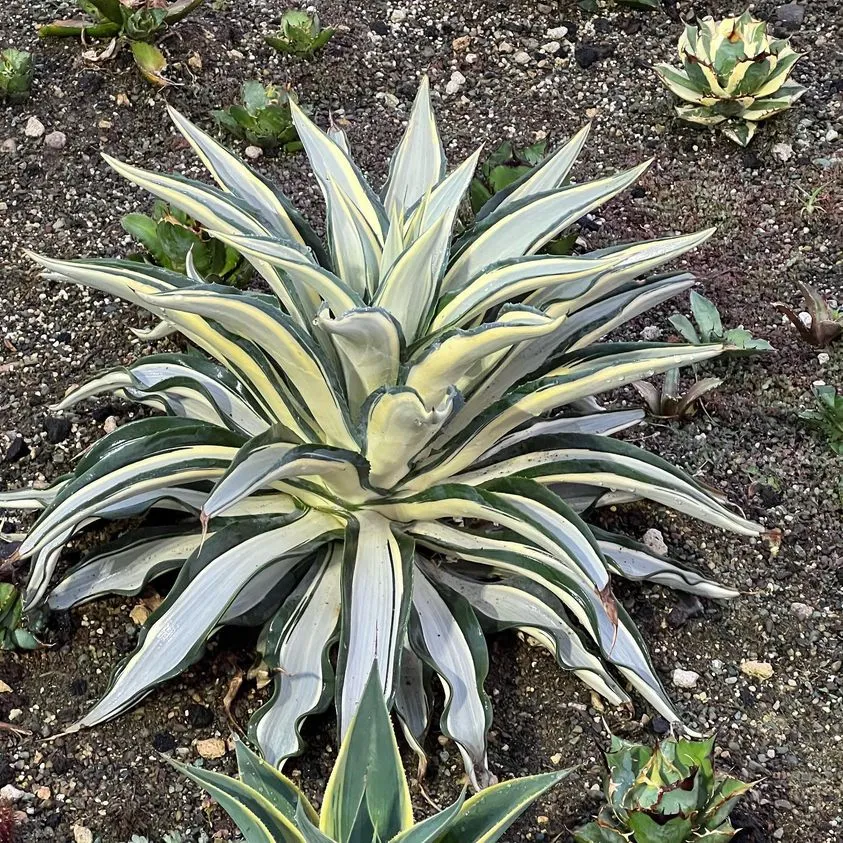 Agave Desmettiana 'Quicksilver'
