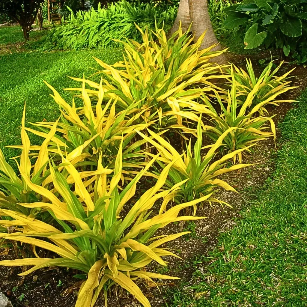 Golden Crinum Asiaticum