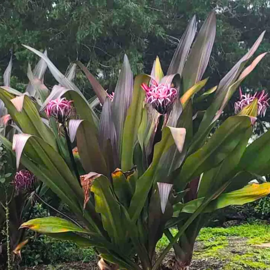 Black Crinum Asiaticum