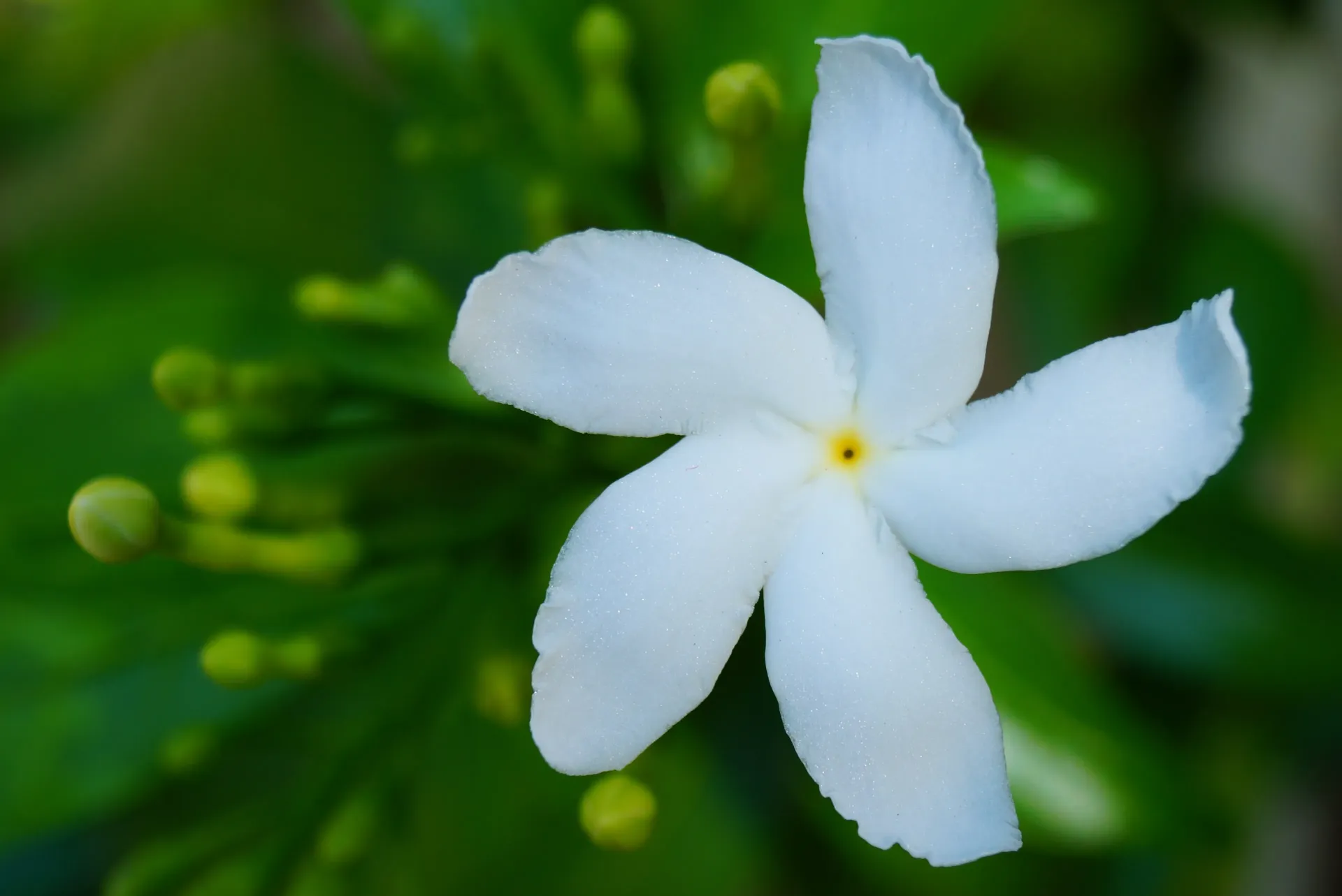 Crape Jasmine - Tabernaemontana Divaricata