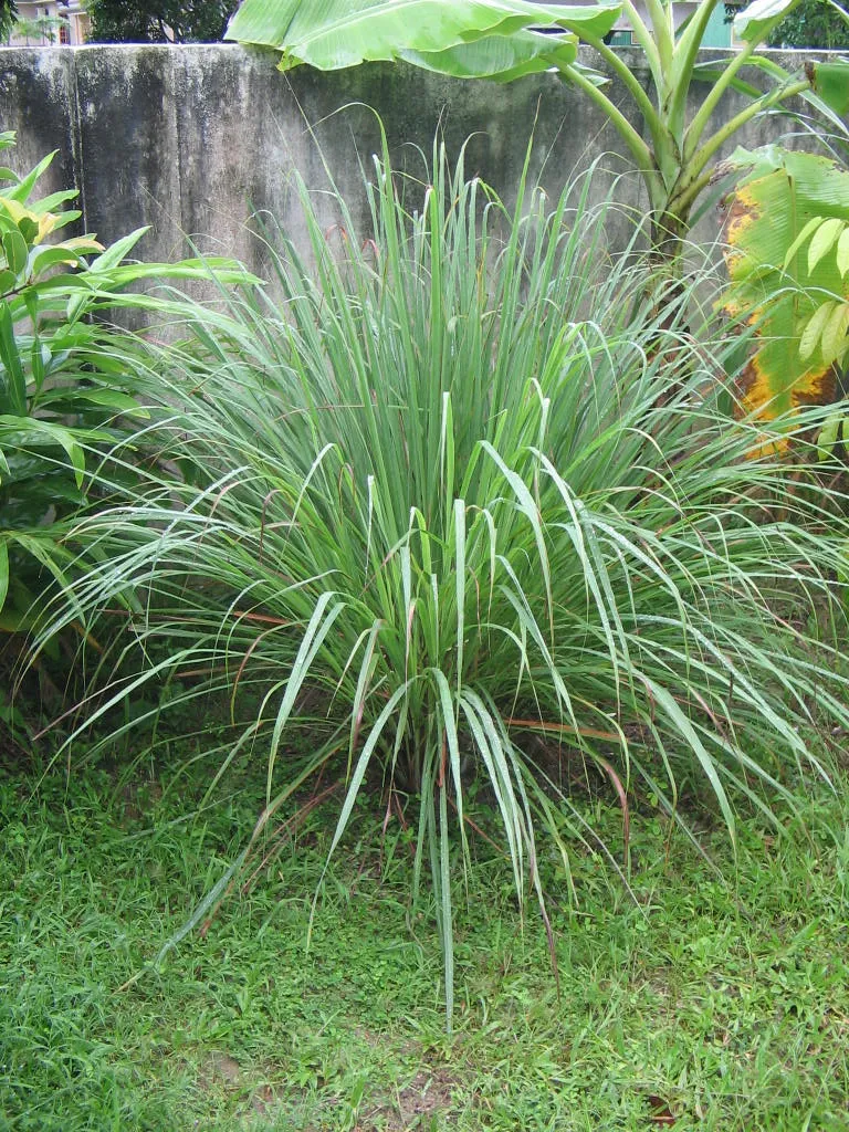 Lemongrass - Cymbopogon Nardus