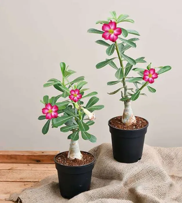 Adenium Grafted (Small)