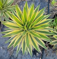 Agave Lopantha Quadricolor