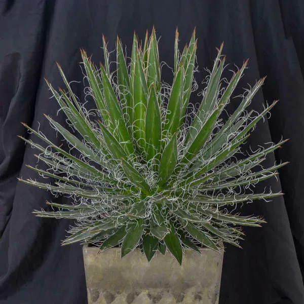 Agave Schidigera 'Black Widow'