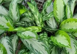 Aglaonema