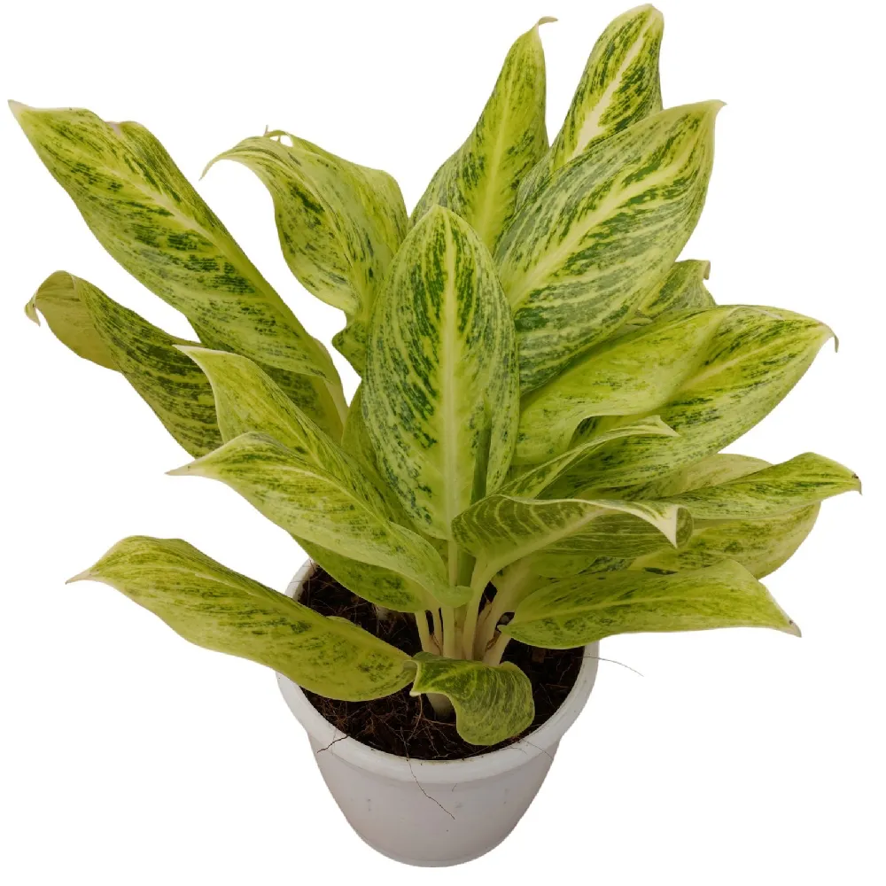 Aglaonema Commutatum Eldorado