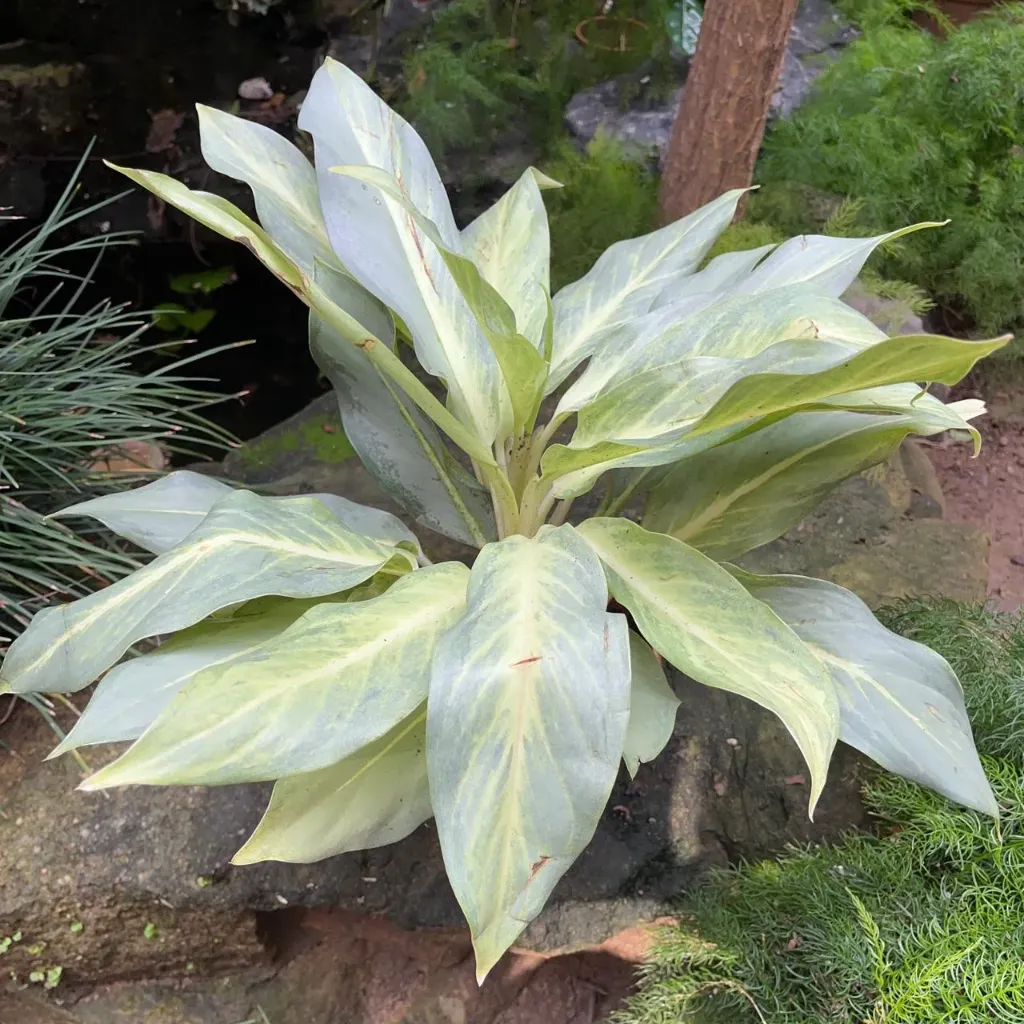 Aglaonema Commutatum 'Ghost'