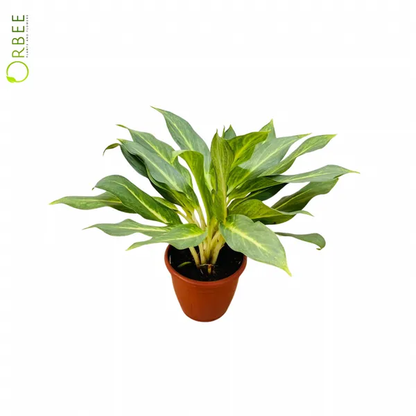 Aglaonema Commutatum 'Green Ghost'