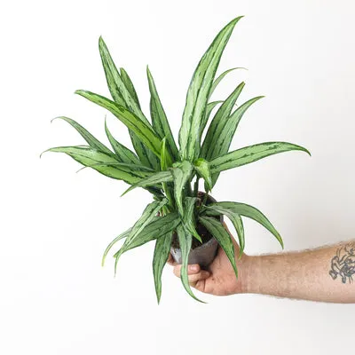 Aglaonema Commutatum 'Mini Bamboo'
