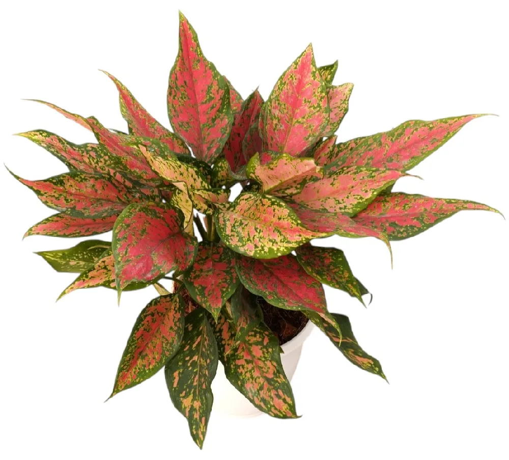 Aglaonema Rotandum 'Anjamanee Green' (Small)