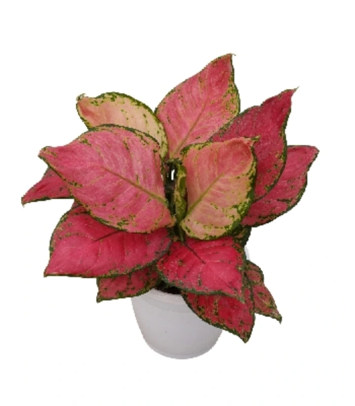 Aglaonema Rotandum 'Anjamanee Red' (Small)