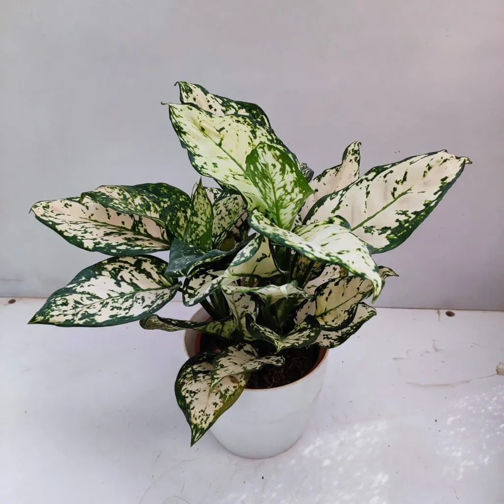 Aglaonema Rotandum 'Anjamanee White'
