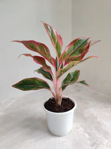 Aglaonema Rotandum 'Lipstick'