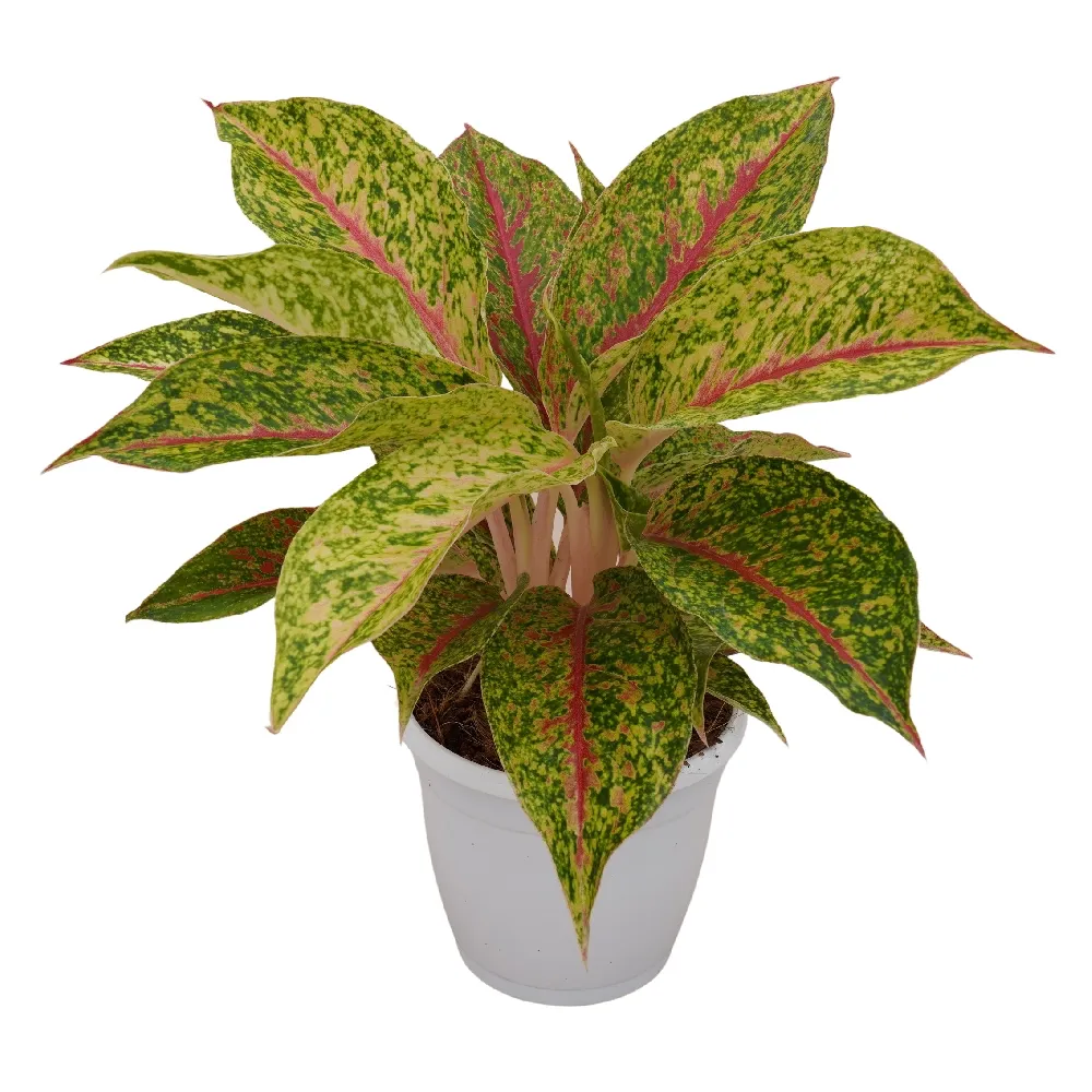 Aglaonema Rotandum 'Lynum Tok' (Small)