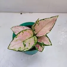 Aglaonema Rotandum '' (Small)