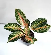 Aglaonema Rotandum 'Peacock' (Small)
