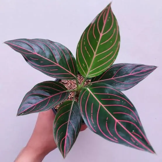 Aglaonema Rotandum 'Pink Stem' (Small)