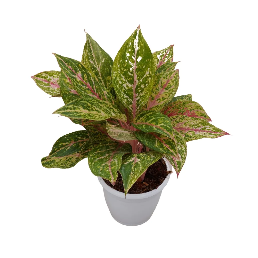 Aglaonema Rotandum 'Pink Stem' (Small)