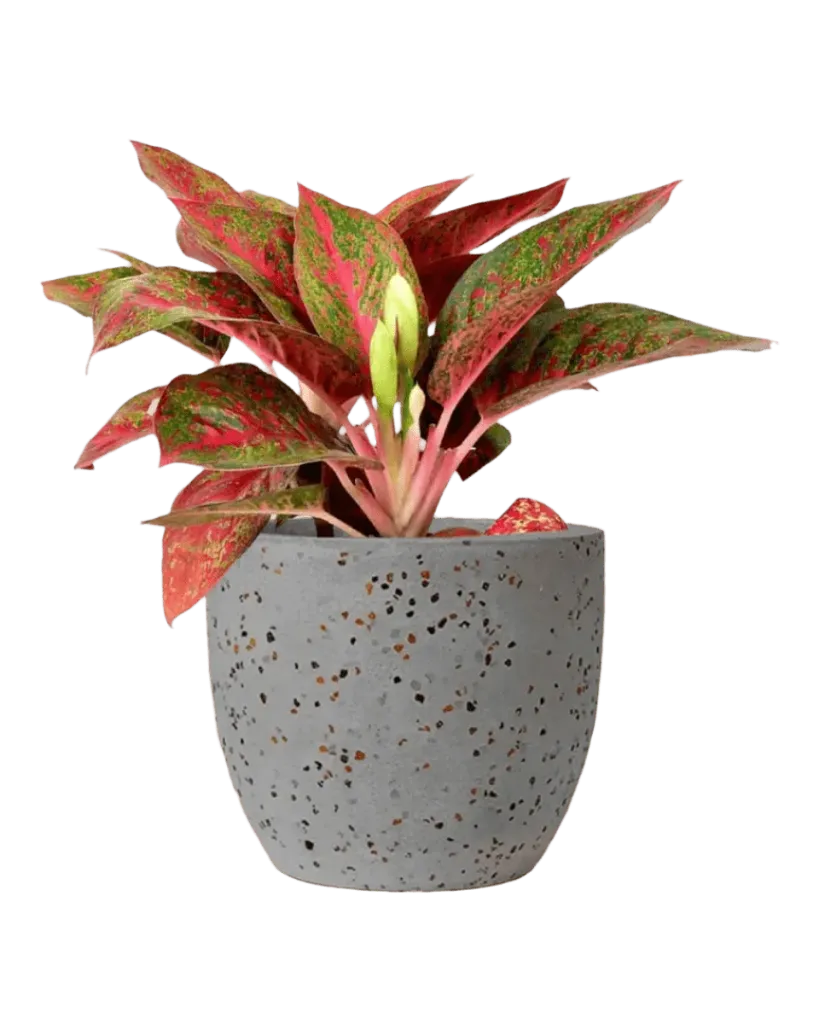 Aglaonema Rotandum 'Pink Stem'