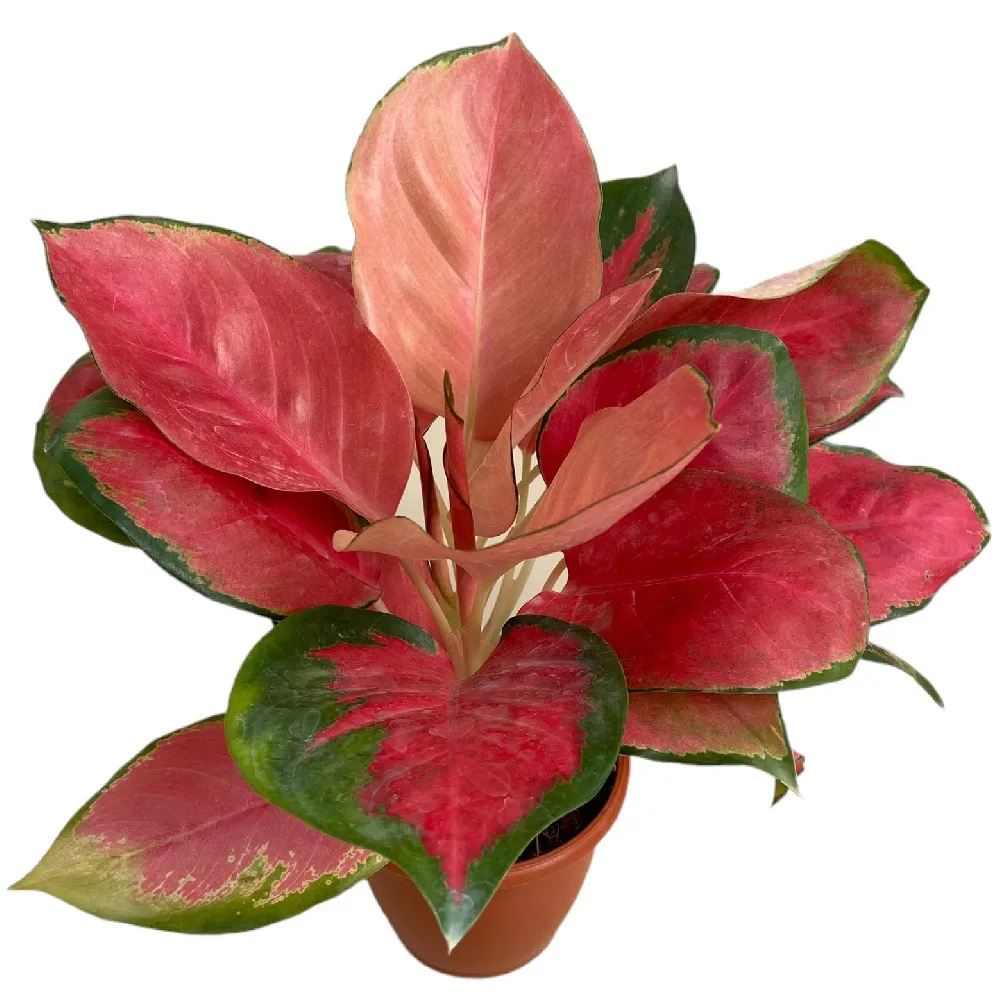 Aglaonema Rotandum 'Red Desire' (Small)