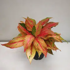 Aglaonema Rotandum 'Red Sun'