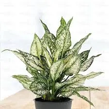 Aglaonema Rotandum 'Snow White'