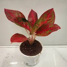 Aglaonema Rotandum 'Star Dust' (Small)