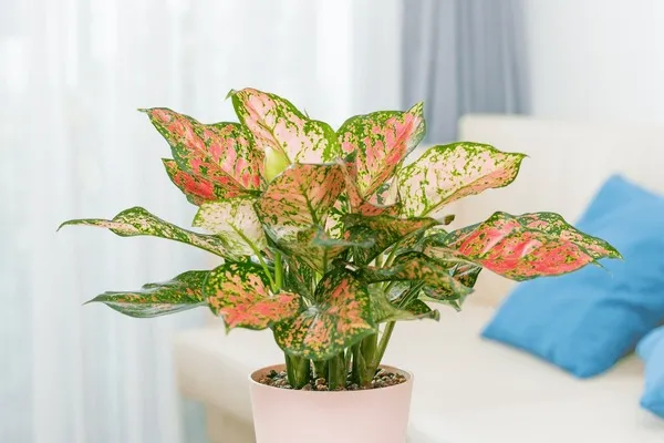 Aglaonema Rotandum 'Valentine'