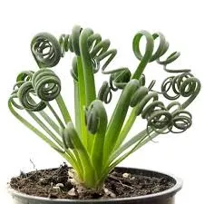 Albuca Spiralis 'Frizzle Sizzle'