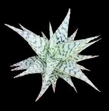 Aloe Hybrida 'Blizzard'