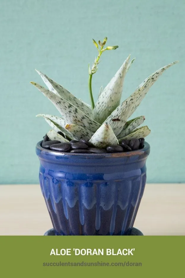 Aloe Hybrida 'Doran Black'