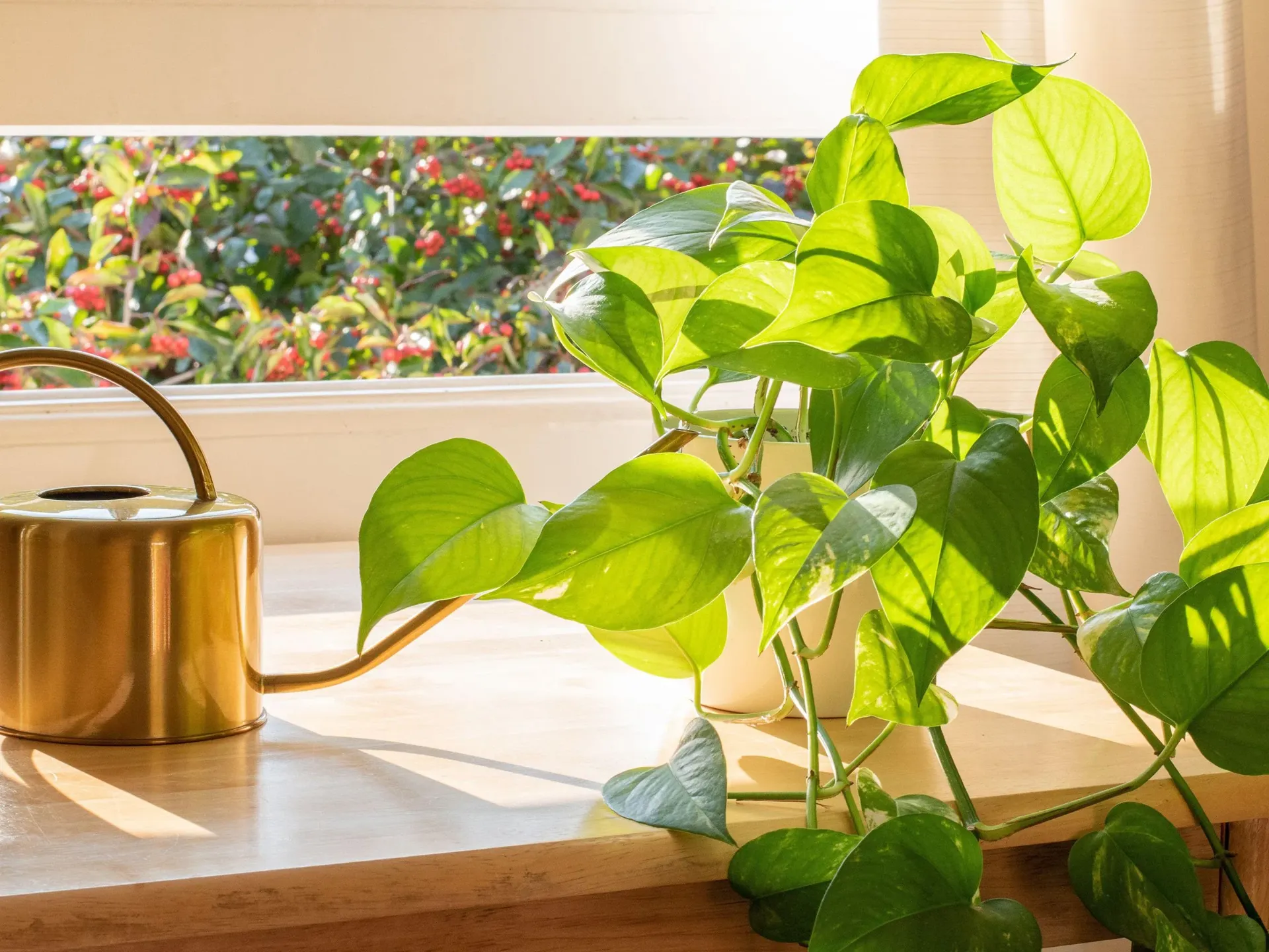 Golden Pothos
