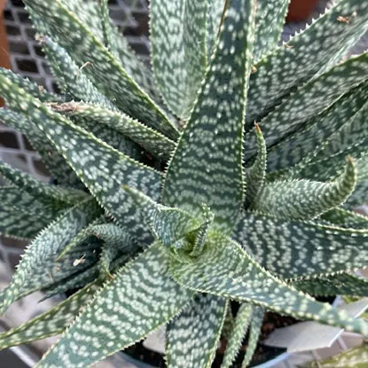 Aloe Hybrida 'Lek'