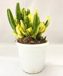 Cacti Cereus Peruvianus 'Florida Variegated'