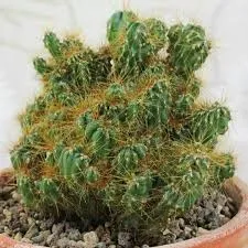 Cacti Cereus Peruvianus Repandus Petra