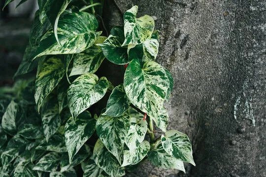 Marble Queen Pothos