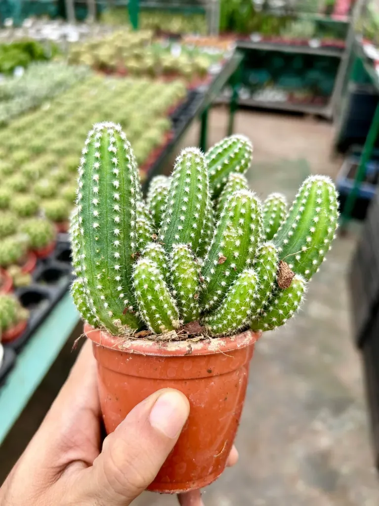 Cacti Echinopsis 'Cucumber'