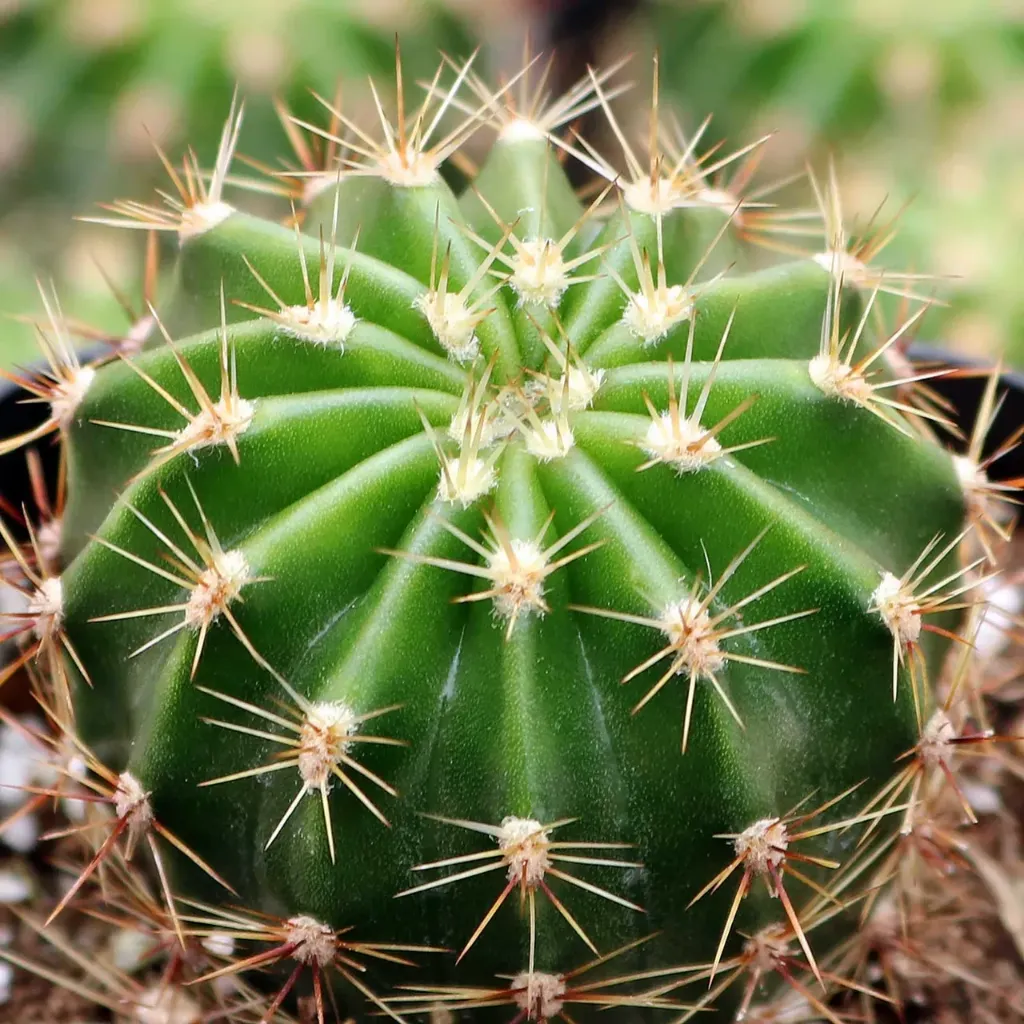 Cacti Echinopsis 'Rainbow Bursts'