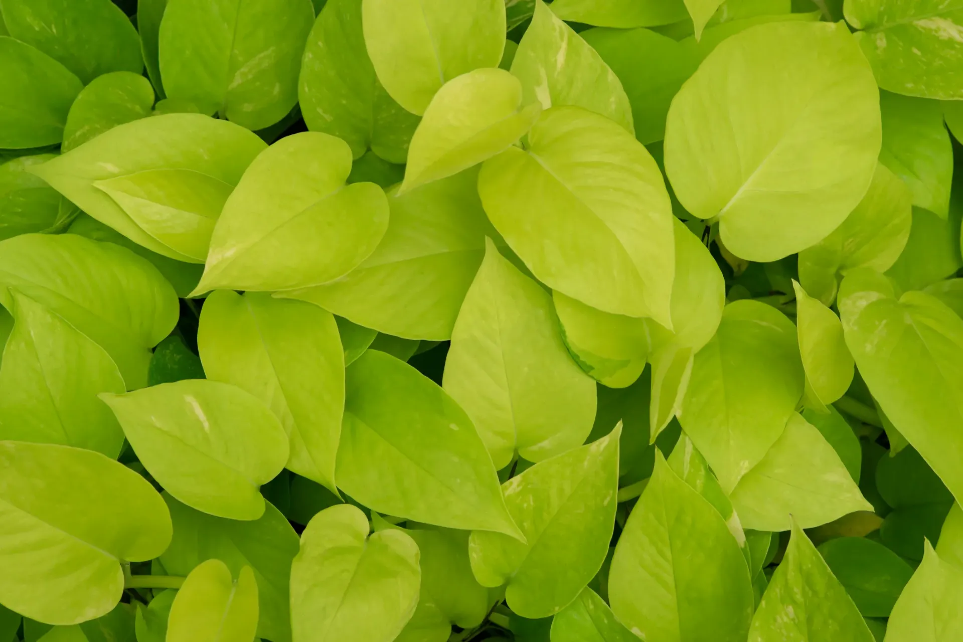 Neon Pothos