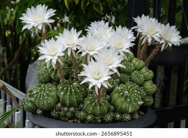 Cacti Echinopsis 'Subdenudata'