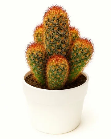 Cacti Mammillaria elongata ' Copper Queen' (copy)