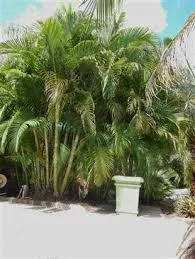Areca Palm